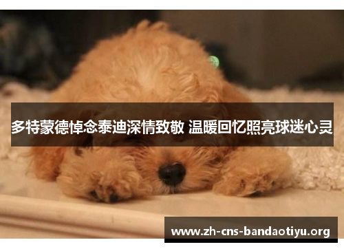 多特蒙德悼念泰迪深情致敬 温暖回忆照亮球迷心灵 多特蒙德悼念泰迪深情致敬 温暖回忆照亮球迷心灵